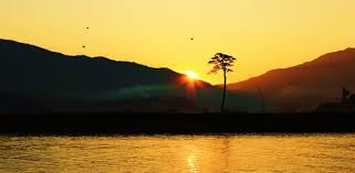 Lone pine tree symbol of hope in Japan tsunami city.